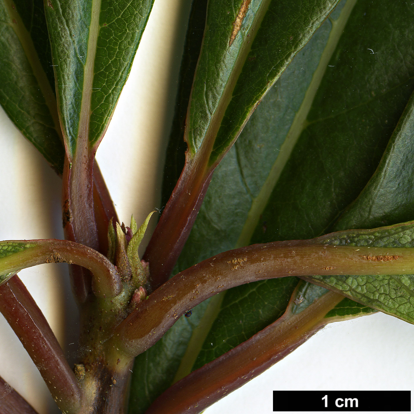 High resolution image: Family: Clethraceae - Genus: Clethra - Taxon: fabri