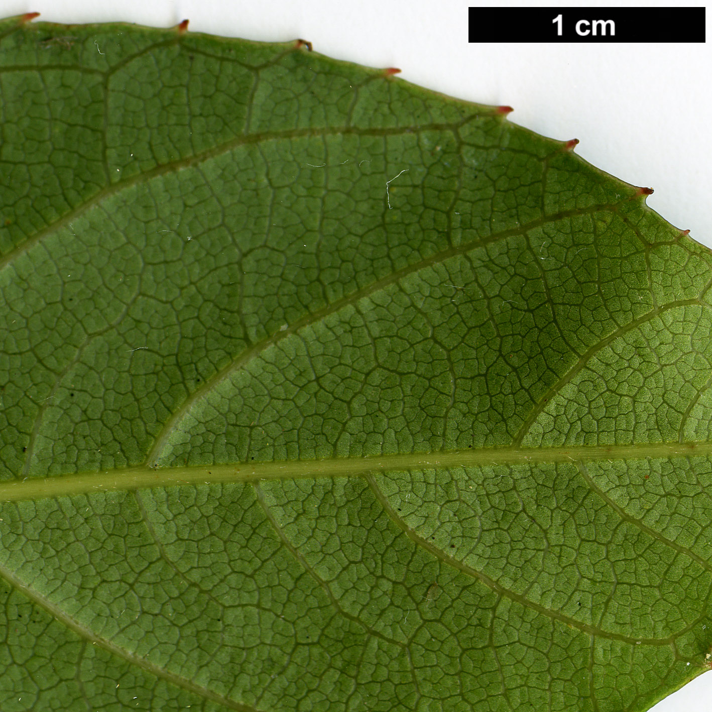 High resolution image: Family: Clethraceae - Genus: Clethra - Taxon: fabri