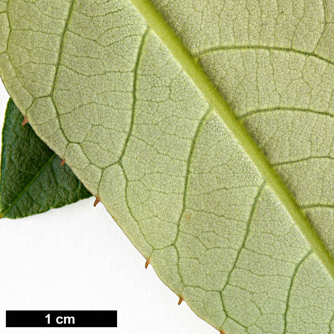 High resolution image: Family: Clethraceae - Genus: Clethra - Taxon: luzmariae