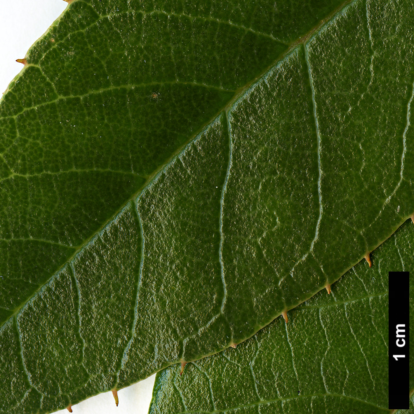 High resolution image: Family: Clethraceae - Genus: Clethra - Taxon: luzmariae