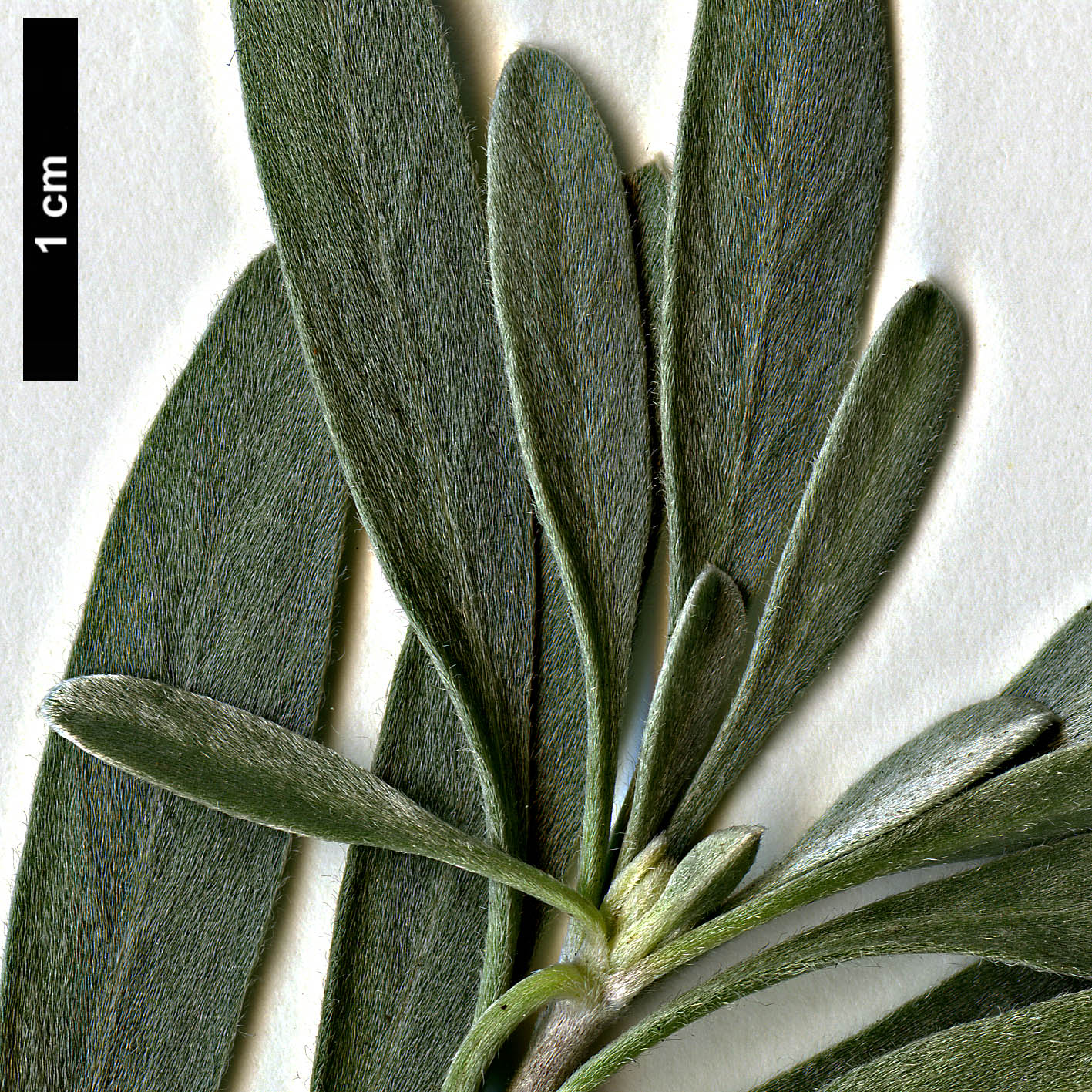 High resolution image: Family: Convolvulaceae - Genus: Convolvulus - Taxon: cneorum