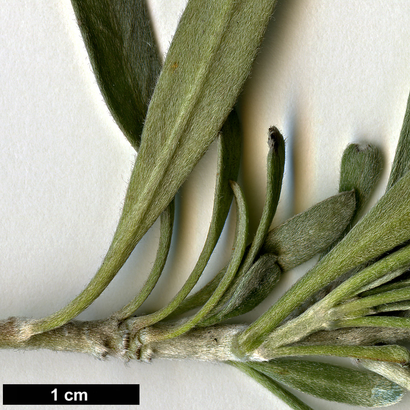 High resolution image: Family: Convolvulaceae - Genus: Convolvulus - Taxon: cneorum