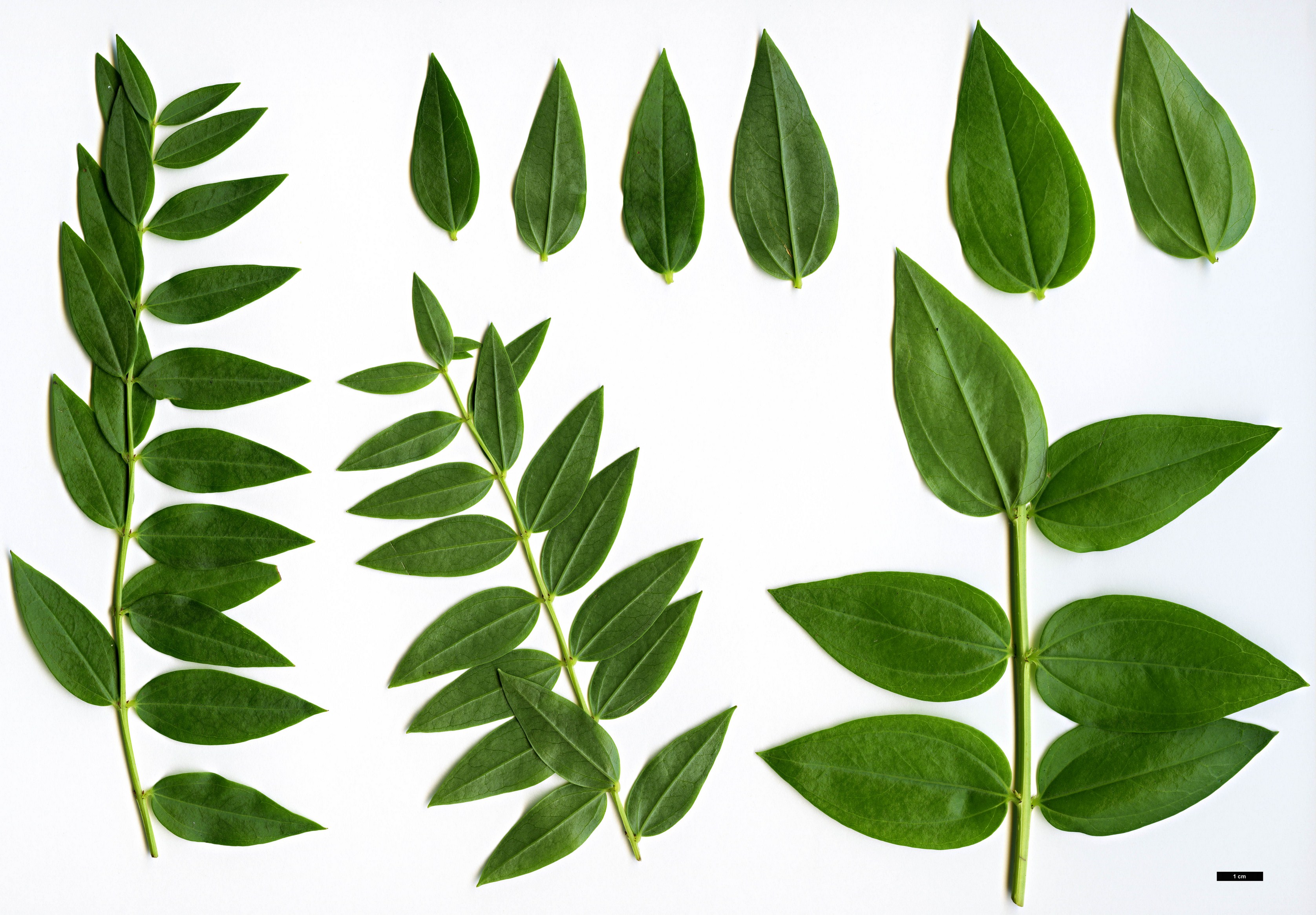High resolution image: Family: Coriariaceae - Genus: Coriaria - Taxon: myrtifolia