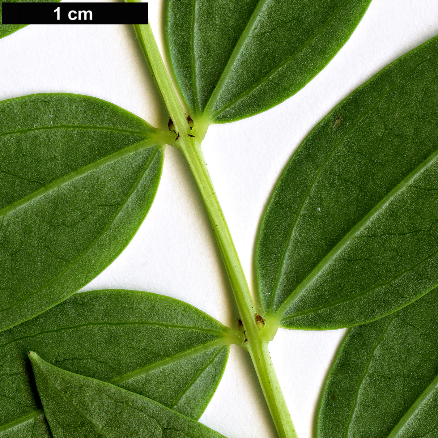High resolution image: Family: Coriariaceae - Genus: Coriaria - Taxon: myrtifolia