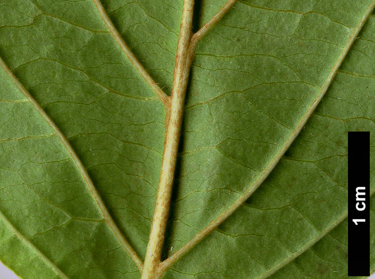 High resolution image: Family: Cornaceae - Genus: Cornus - Taxon: amomum