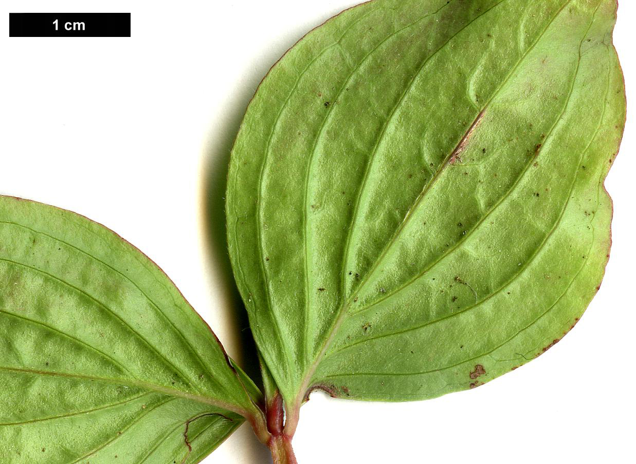 High resolution image: Family: Cornaceae - Genus: Cornus - Taxon: canadensis