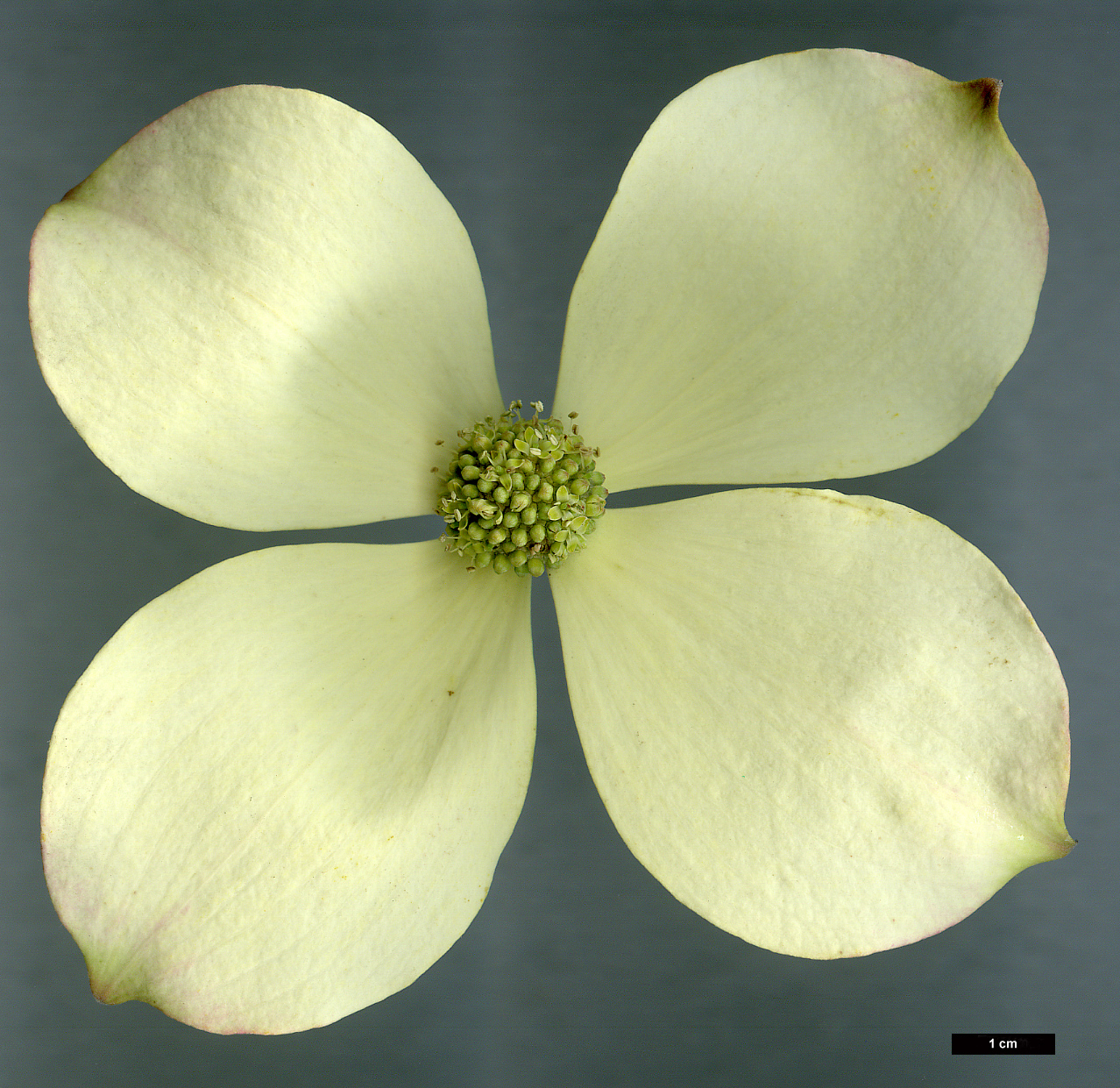 High resolution image: Family: Cornaceae - Genus: Cornus - Taxon: capitata