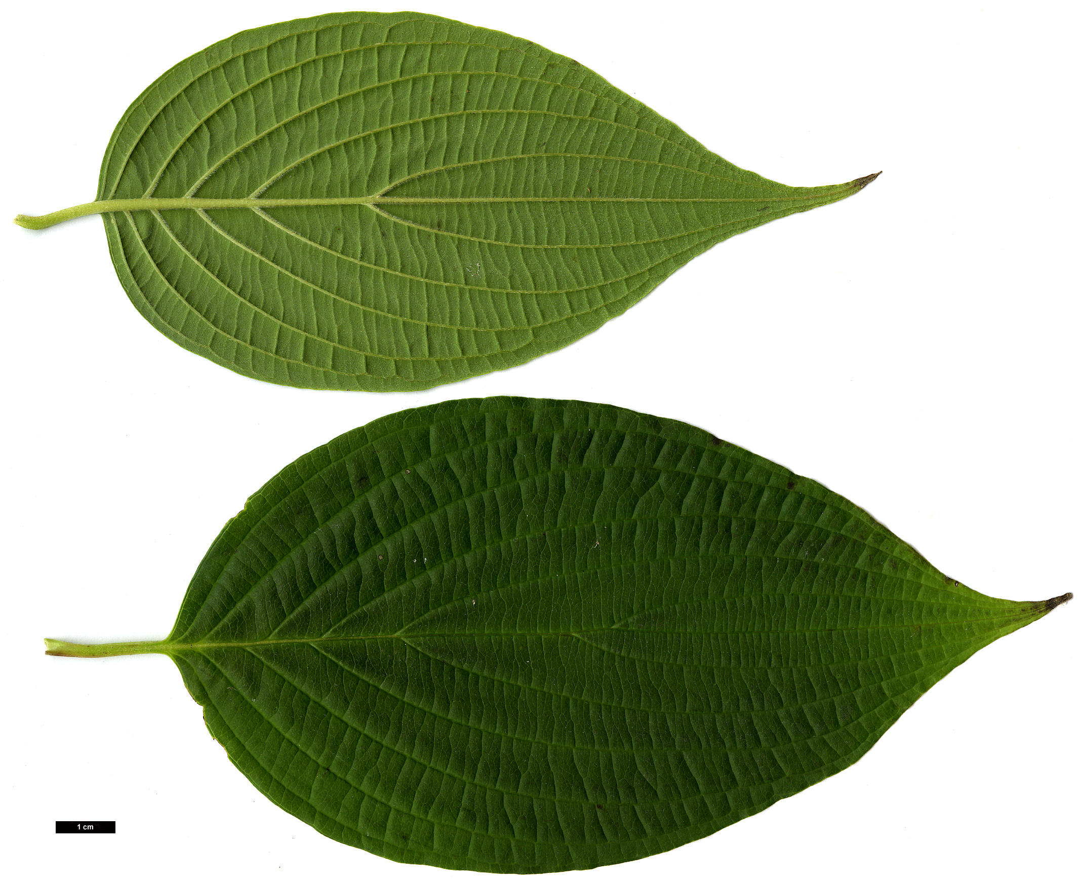 High resolution image: Family: Cornaceae - Genus: Cornus - Taxon: chinensis