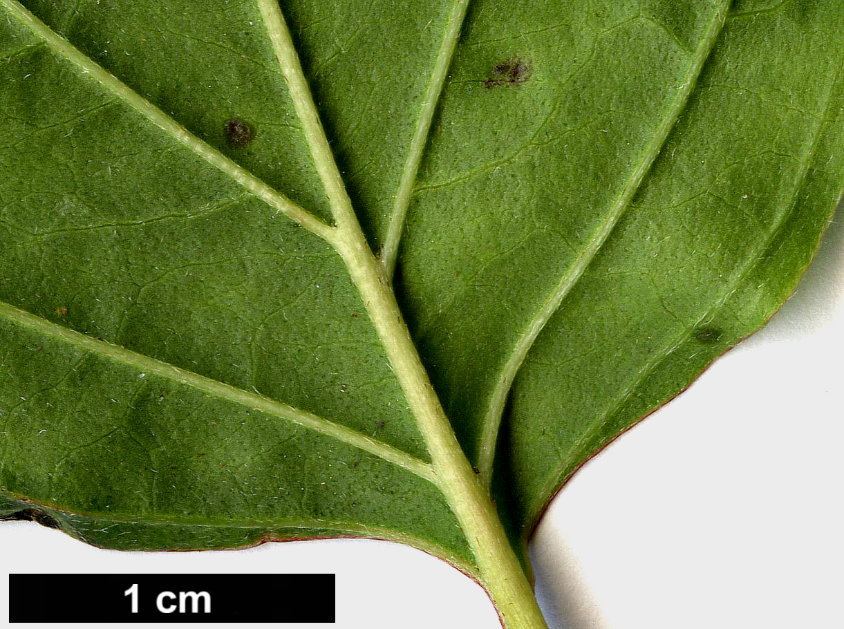 High resolution image: Family: Cornaceae - Genus: Cornus - Taxon: darvasica