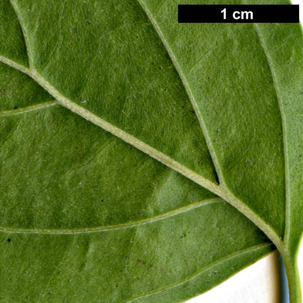 High resolution image: Family: Cornaceae - Genus: Cornus - Taxon: disciflora