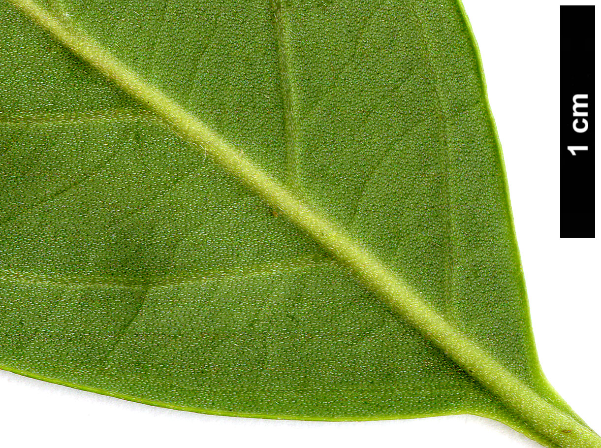 High resolution image: Family: Cornaceae - Genus: Cornus - Taxon: elliptica