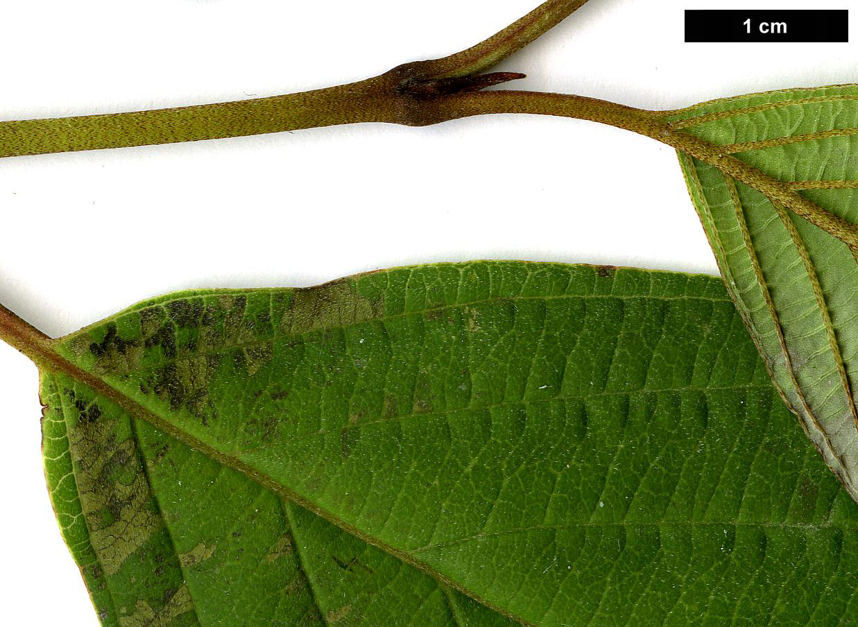 High resolution image: Family: Cornaceae - Genus: Cornus - Taxon: hemsleyi