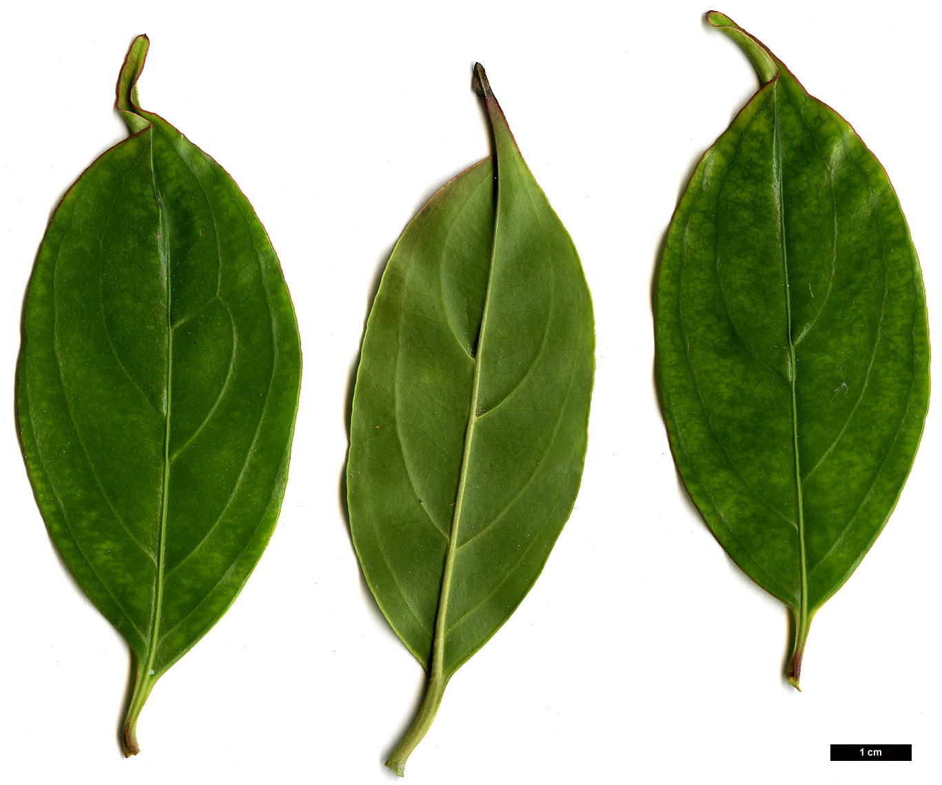High resolution image: Family: Cornaceae - Genus: Cornus - Taxon: hongkongensis