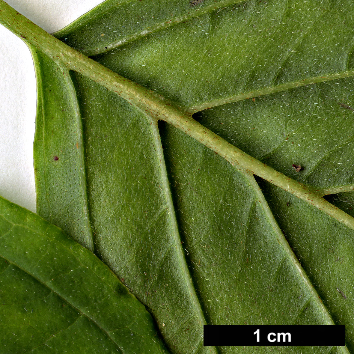 High resolution image: Family: Cornaceae - Genus: Cornus - Taxon: iberica