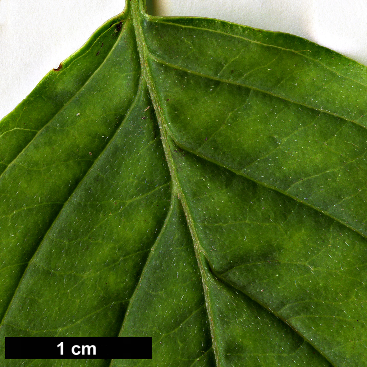 High resolution image: Family: Cornaceae - Genus: Cornus - Taxon: iberica