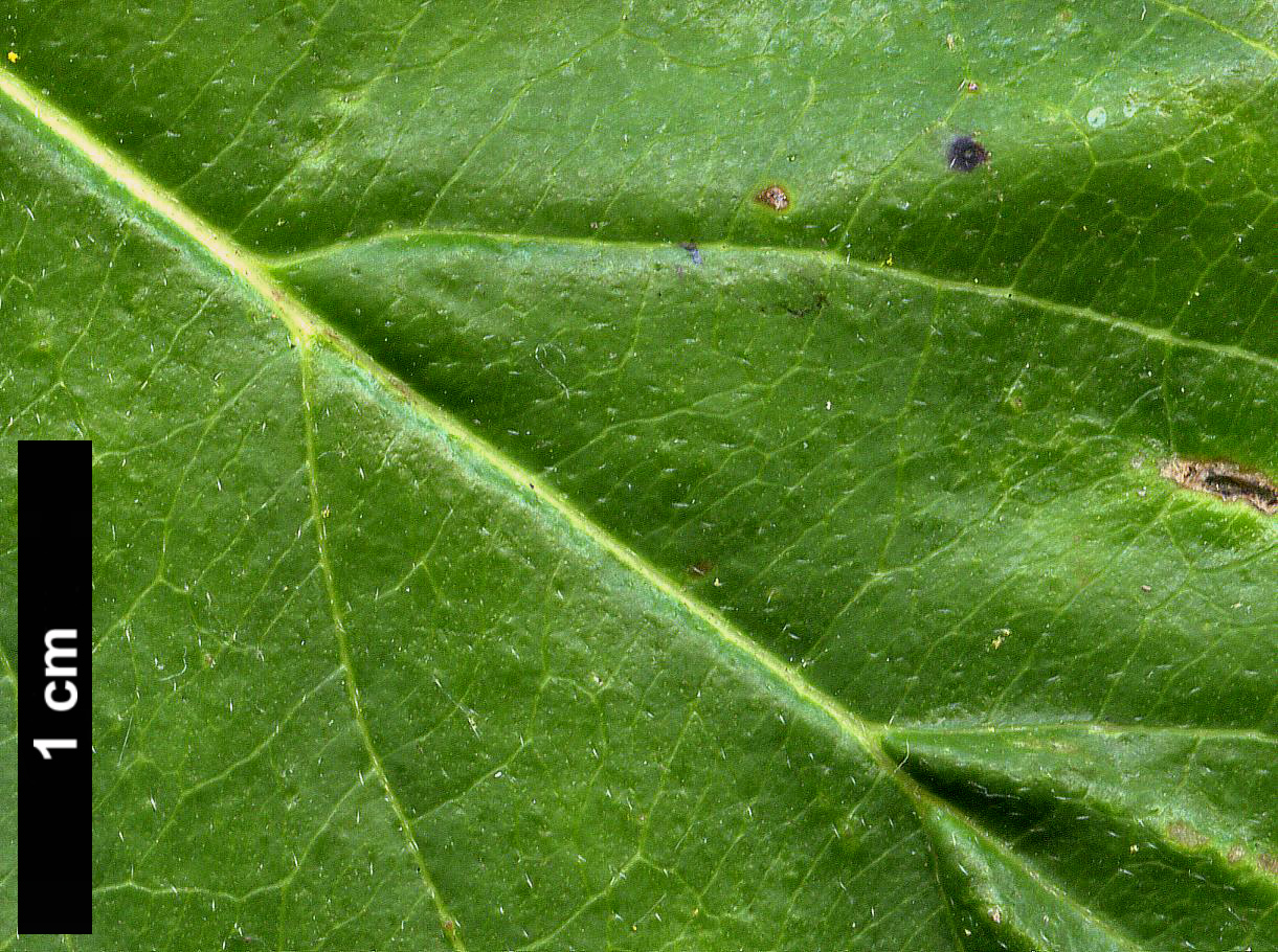 High resolution image: Family: Cornaceae - Genus: Cornus - Taxon: mas