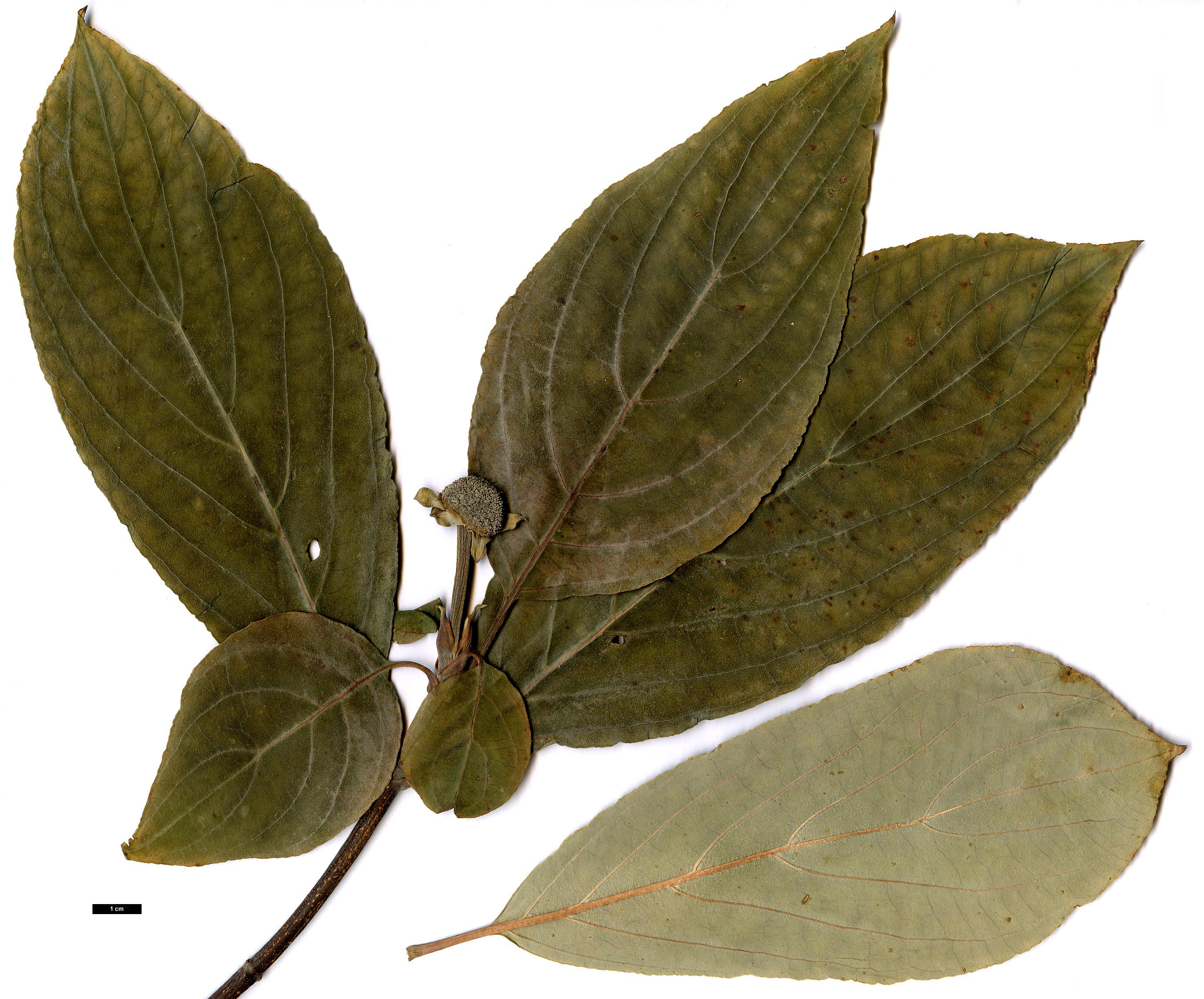 High resolution image: Family: Cornaceae - Genus: Cornus - Taxon: nuttallii