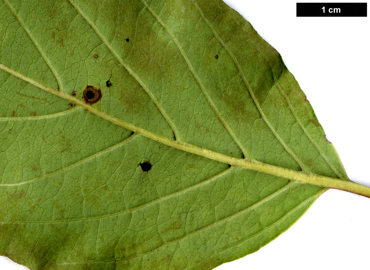 High resolution image: Family: Cornaceae - Genus: Cornus - Taxon: obliqua