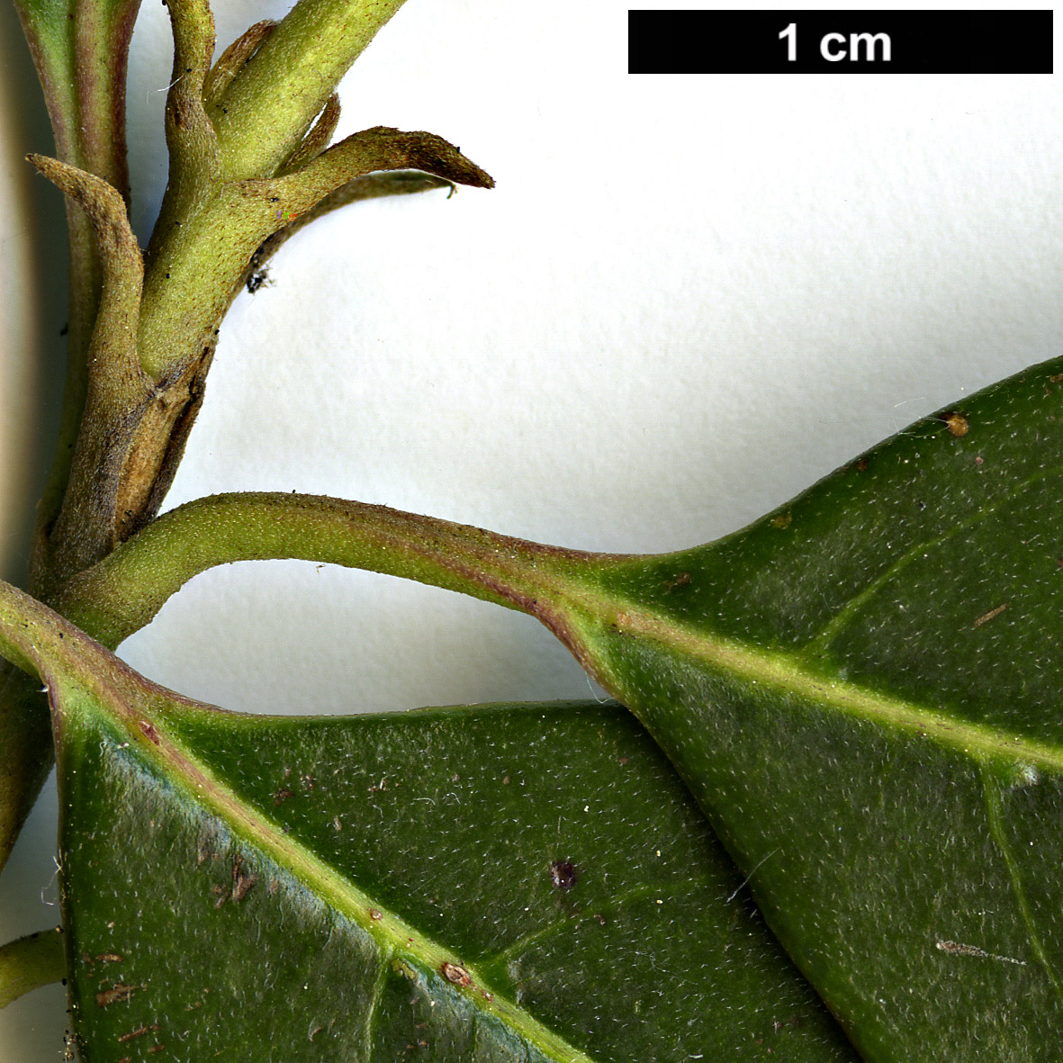High resolution image: Family: Cornaceae - Genus: Cornus - Taxon: oblonga