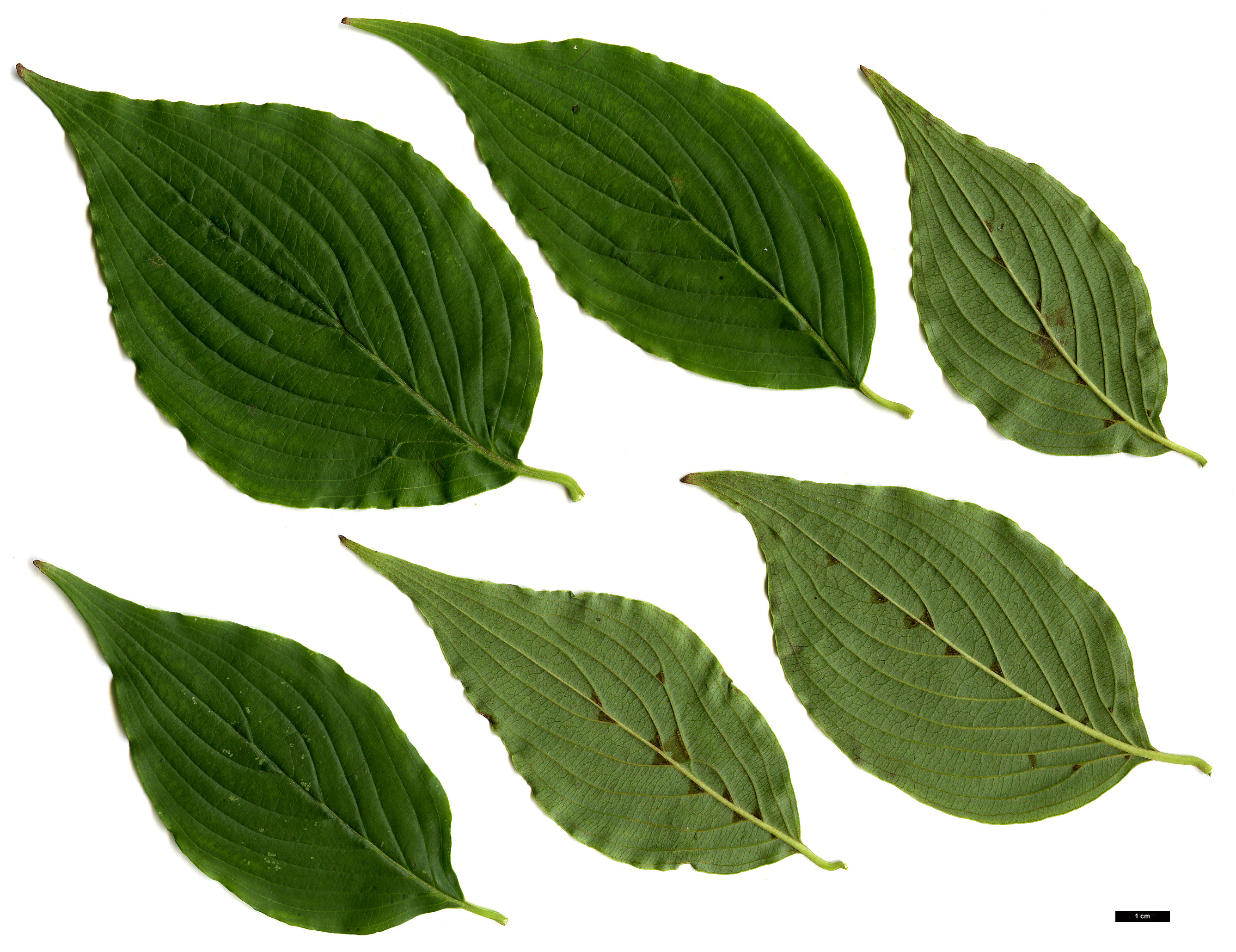 High resolution image: Family: Cornaceae - Genus: Cornus - Taxon: officinalis