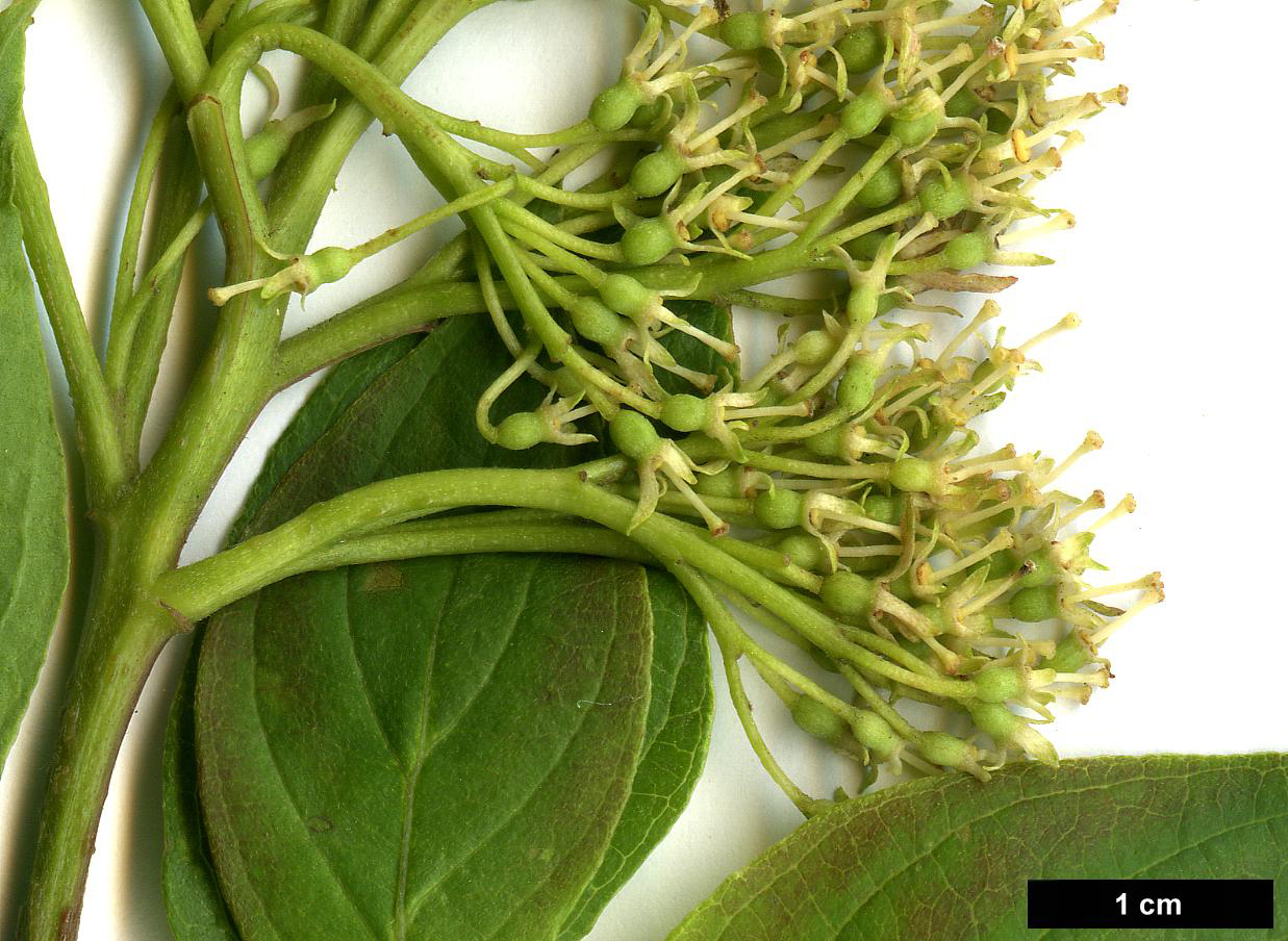 High resolution image: Family: Cornaceae - Genus: Cornus - Taxon: pumila