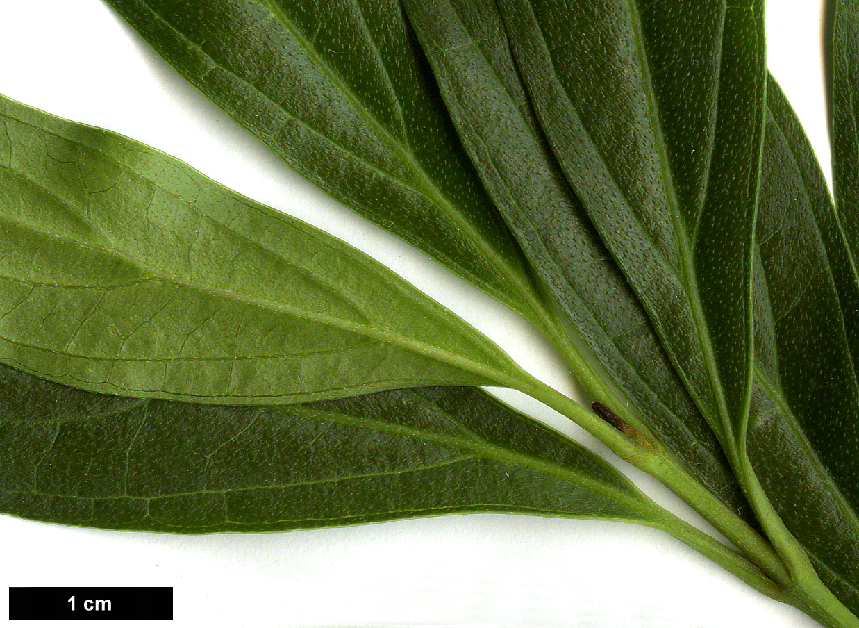 High resolution image: Family: Cornaceae - Genus: Cornus - Taxon: quinquenervis