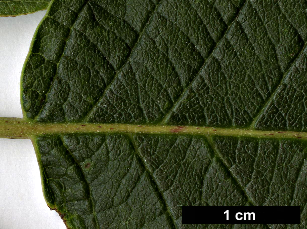 High resolution image: Family: Cornaceae - Genus: Cornus - Taxon: rugosa
