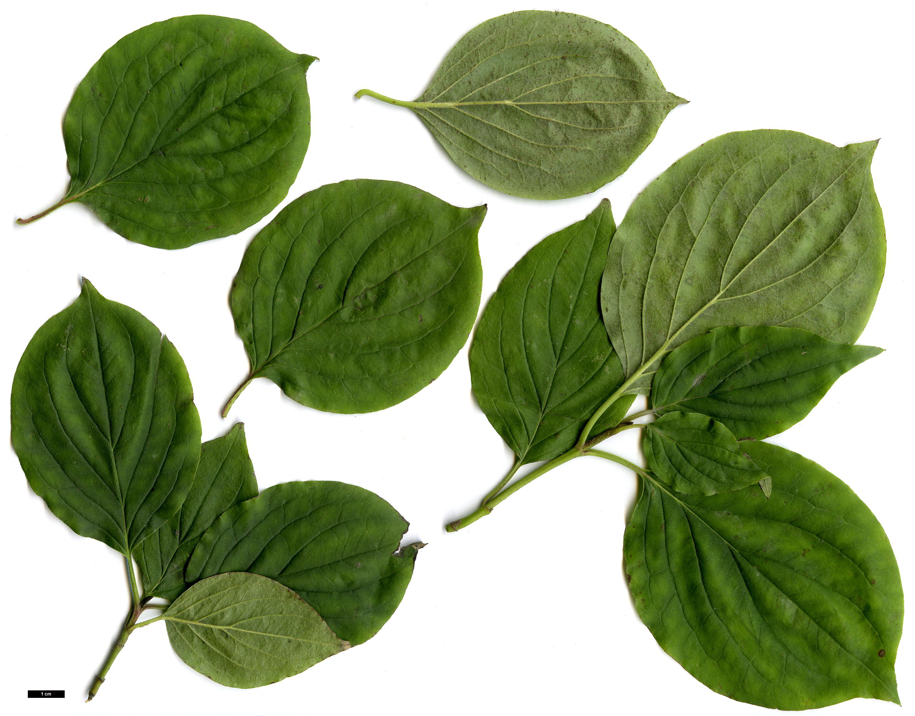 High resolution image: Family: Cornaceae - Genus: Cornus - Taxon: sanguinea
