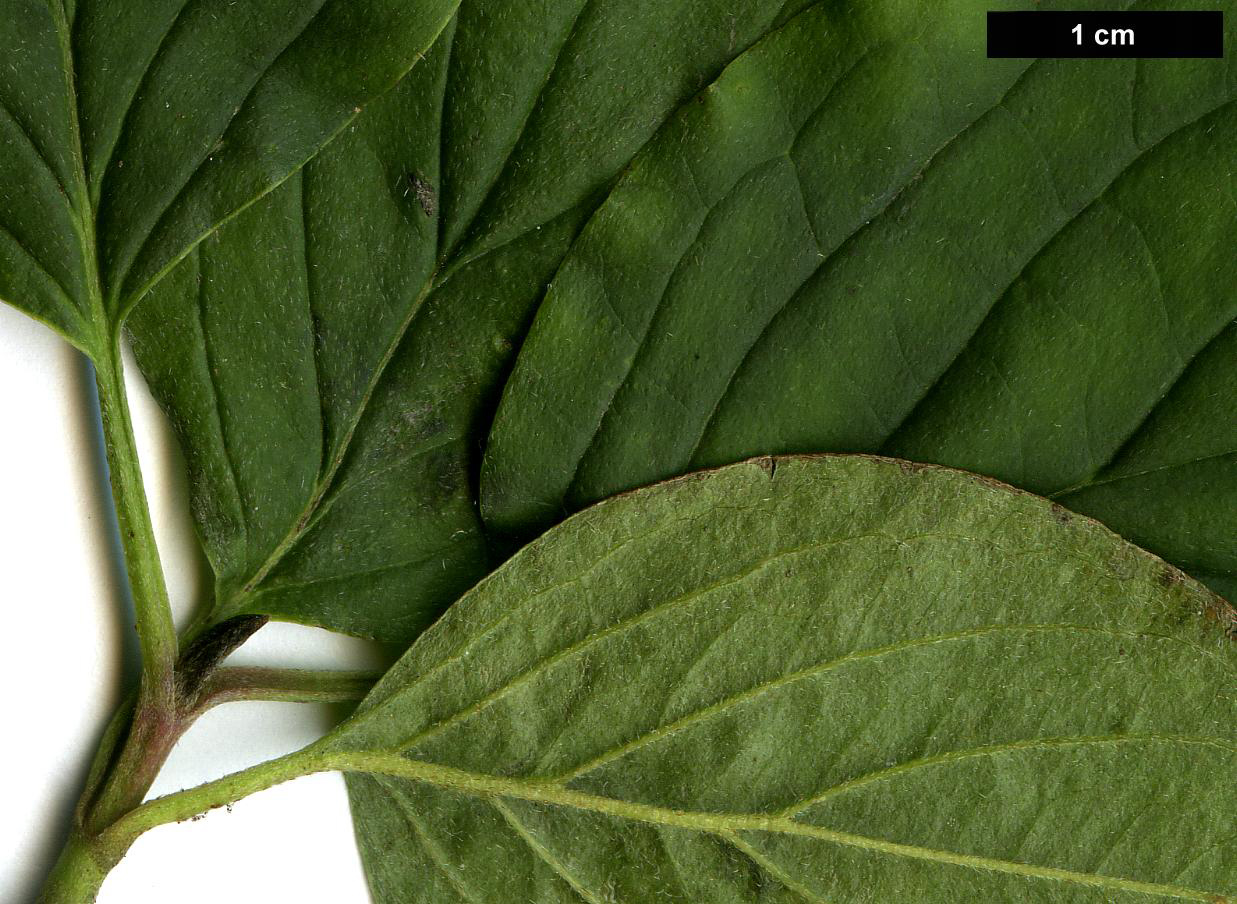 High resolution image: Family: Cornaceae - Genus: Cornus - Taxon: sanguinea