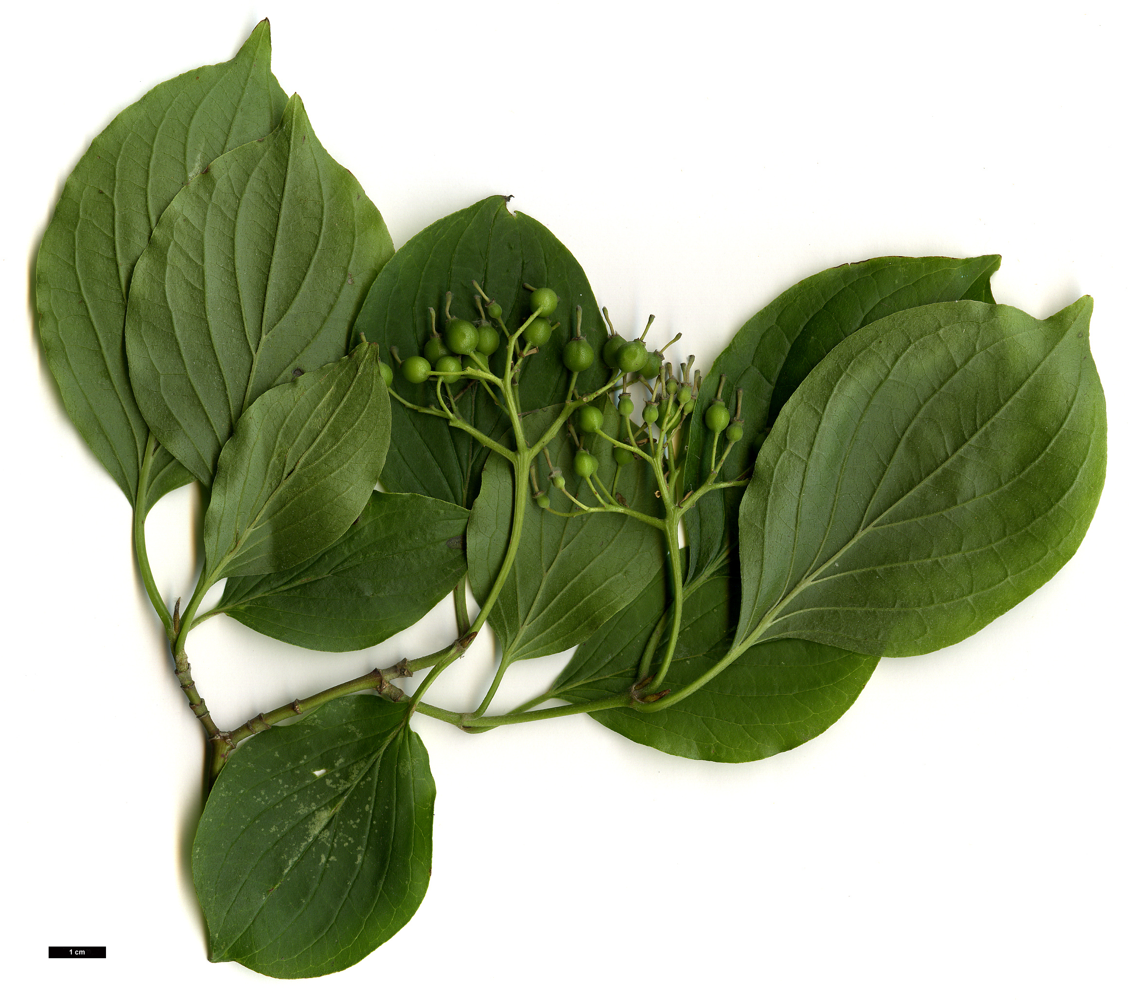 High resolution image: Family: Cornaceae - Genus: Cornus - Taxon: walteri