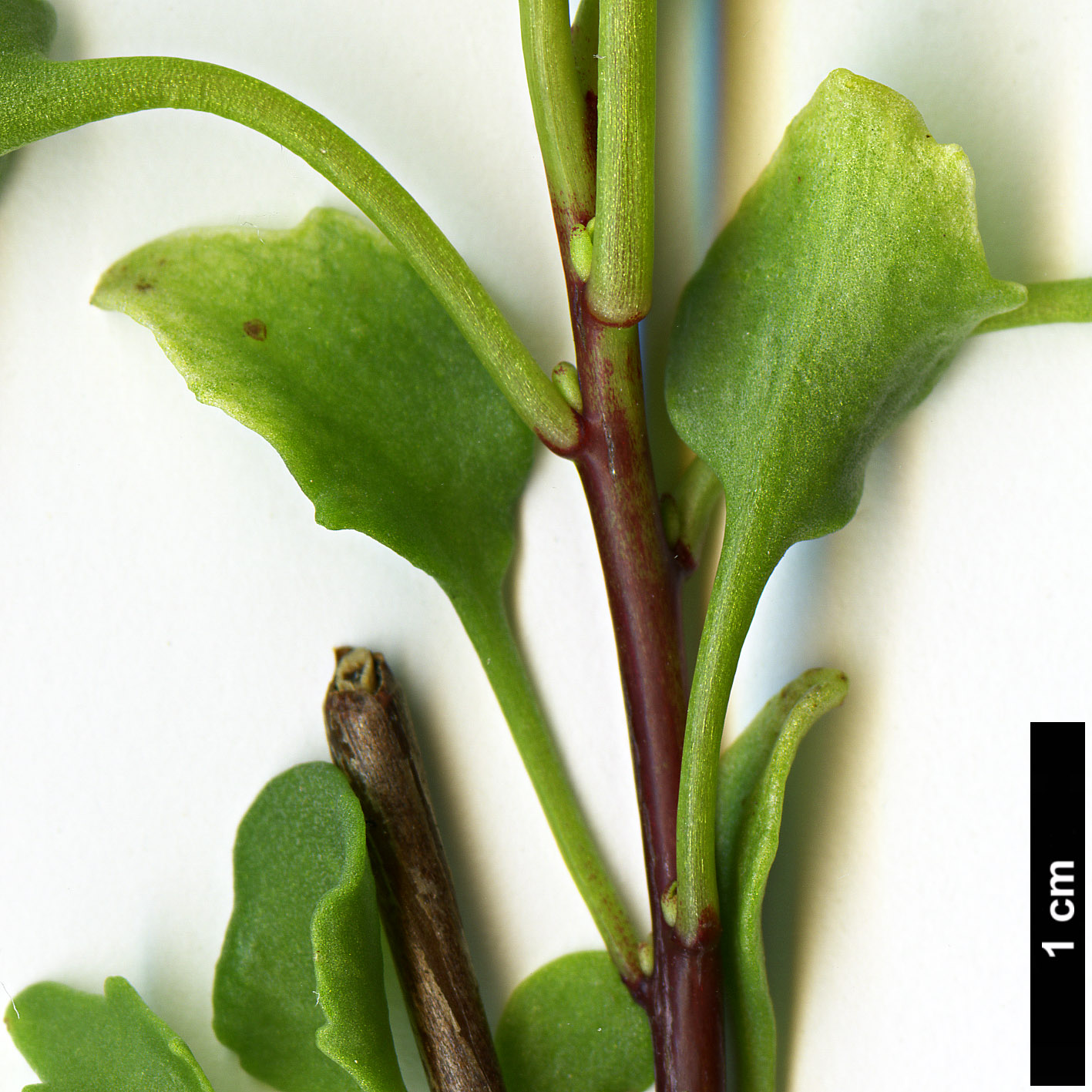 High resolution image: Family: Crassulaceae - Genus: Sedum - Taxon: populifolium