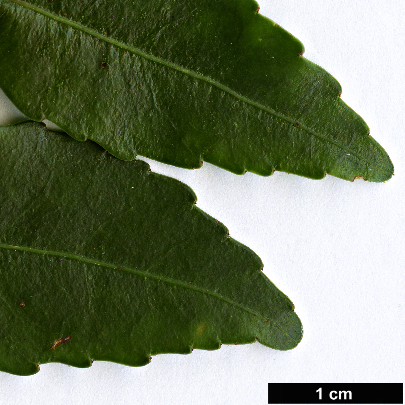 High resolution image: Family: Cunoniaceae - Genus: Anodopetalum - Taxon: biglandulosum