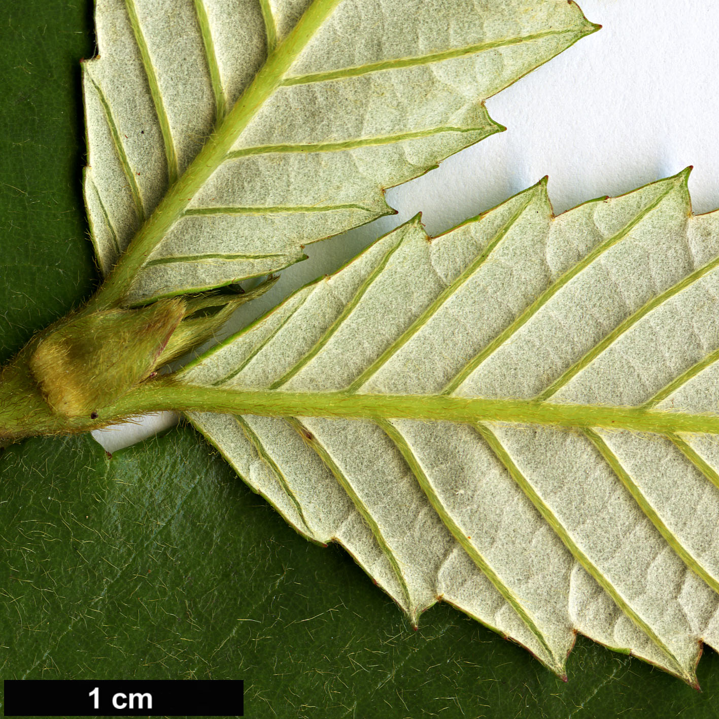 High resolution image: Family: Cunoniaceae - Genus: Callicoma - Taxon: serratifolia