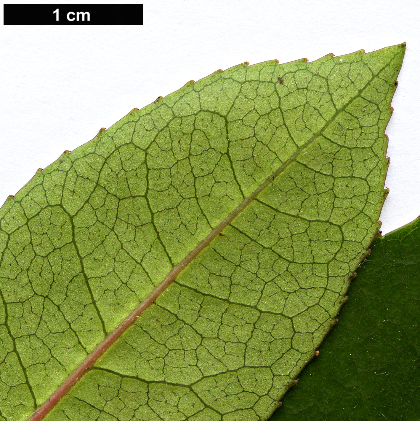 High resolution image: Family: Cunoniaceae - Genus: Cunonia - Taxon: capensis