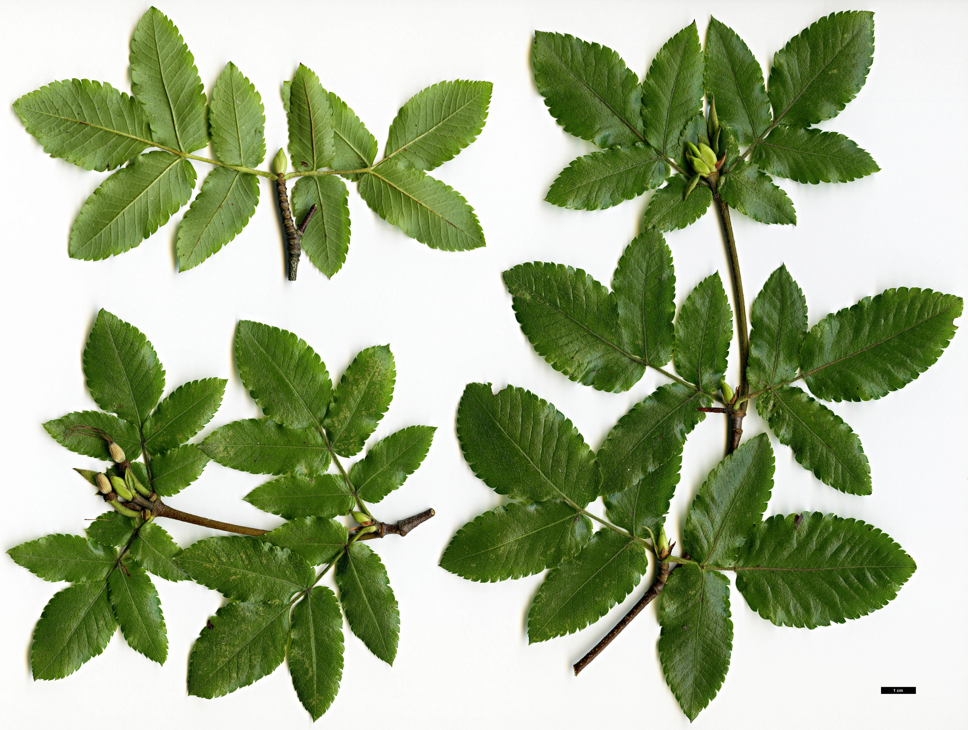 High resolution image: Family: Cunoniaceae - Genus: Eucryphia - Taxon: glutinosa