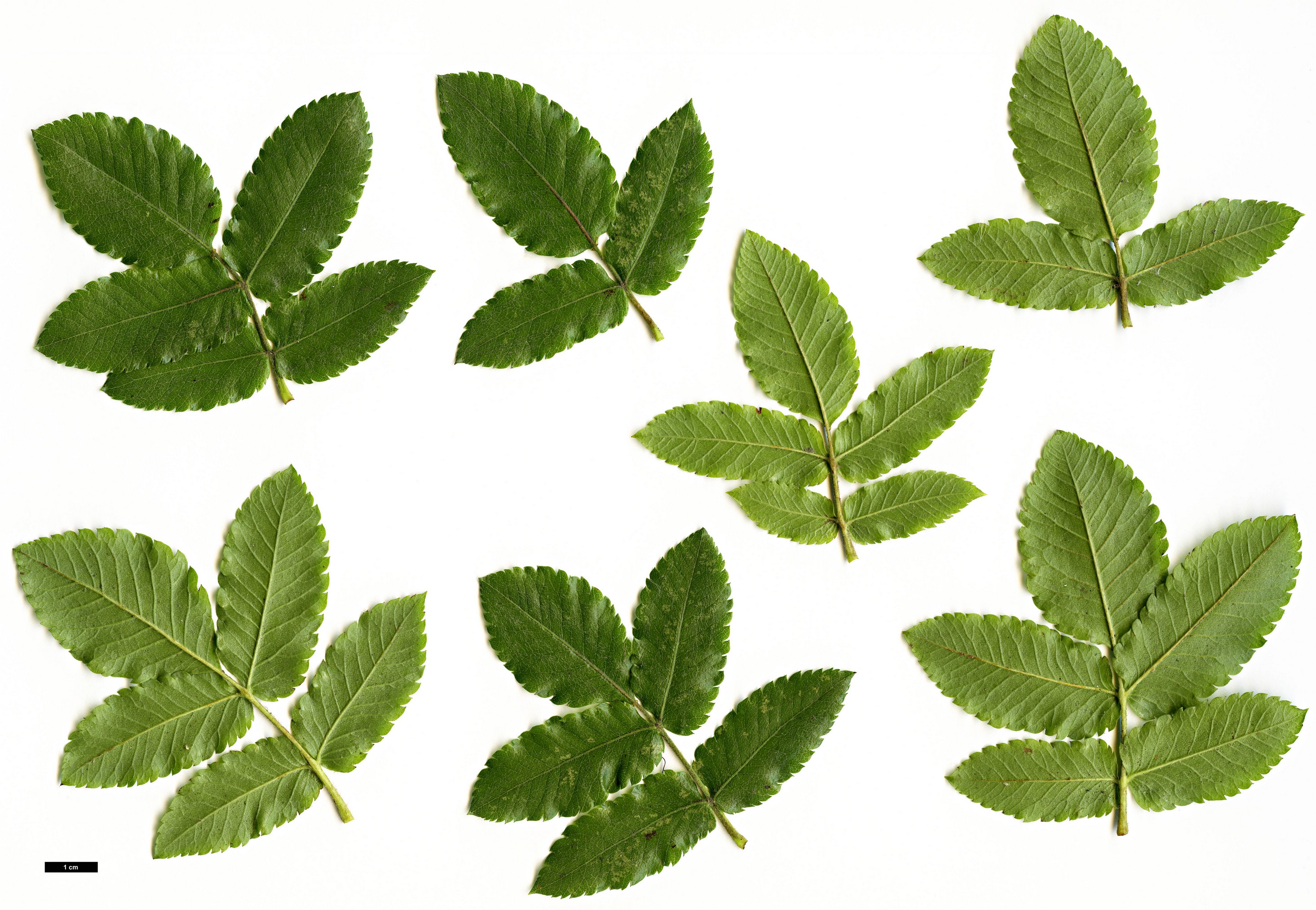 High resolution image: Family: Cunoniaceae - Genus: Eucryphia - Taxon: glutinosa