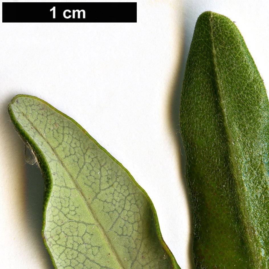 High resolution image: Family: Cunoniaceae - Genus: Eucryphia - Taxon: lucida