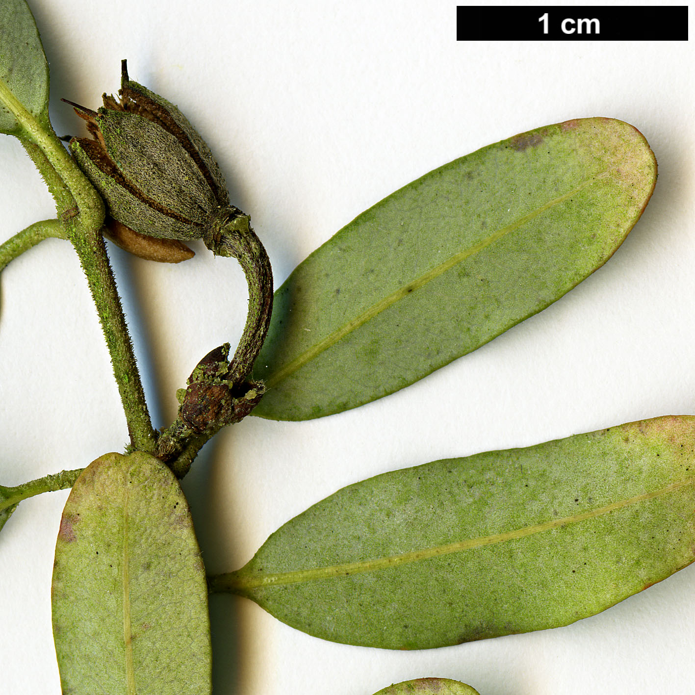 High resolution image: Family: Cunoniaceae - Genus: Eucryphia - Taxon: milliganii