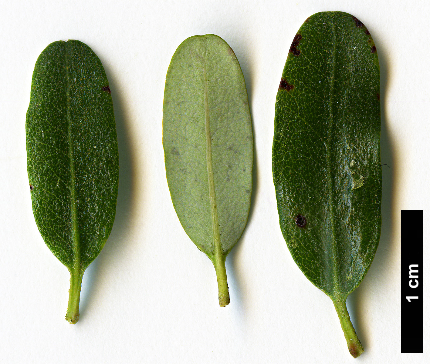 High resolution image: Family: Cunoniaceae - Genus: Eucryphia - Taxon: milliganii
