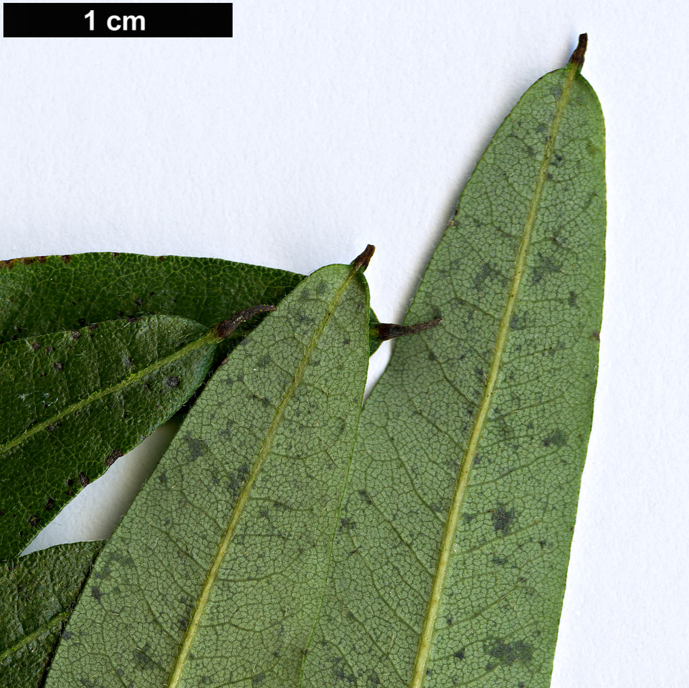High resolution image: Family: Cunoniaceae - Genus: Eucryphia - Taxon: moorei