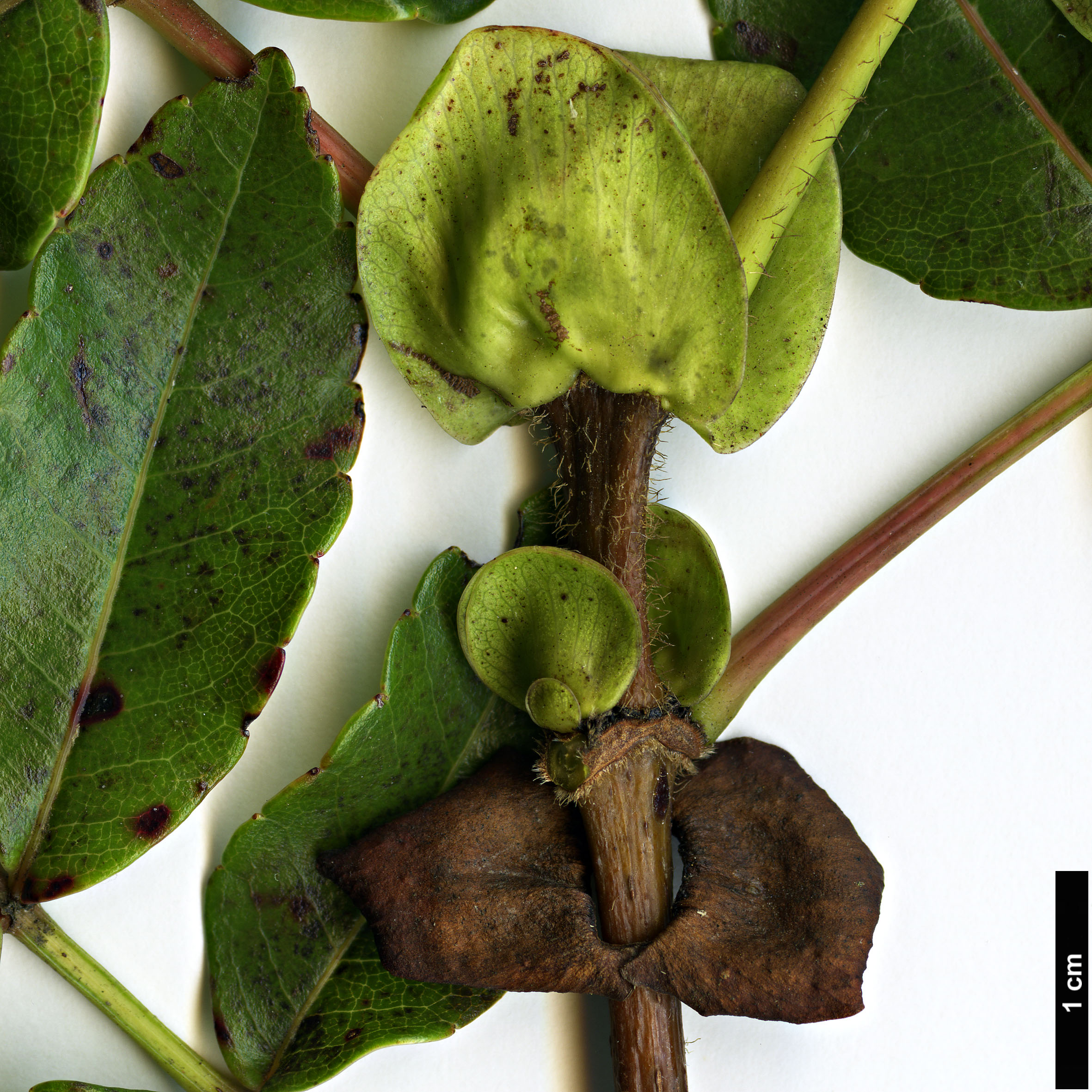High resolution image: Family: Cunoniaceae - Genus: Weinmannia - Taxon: mauritiana
