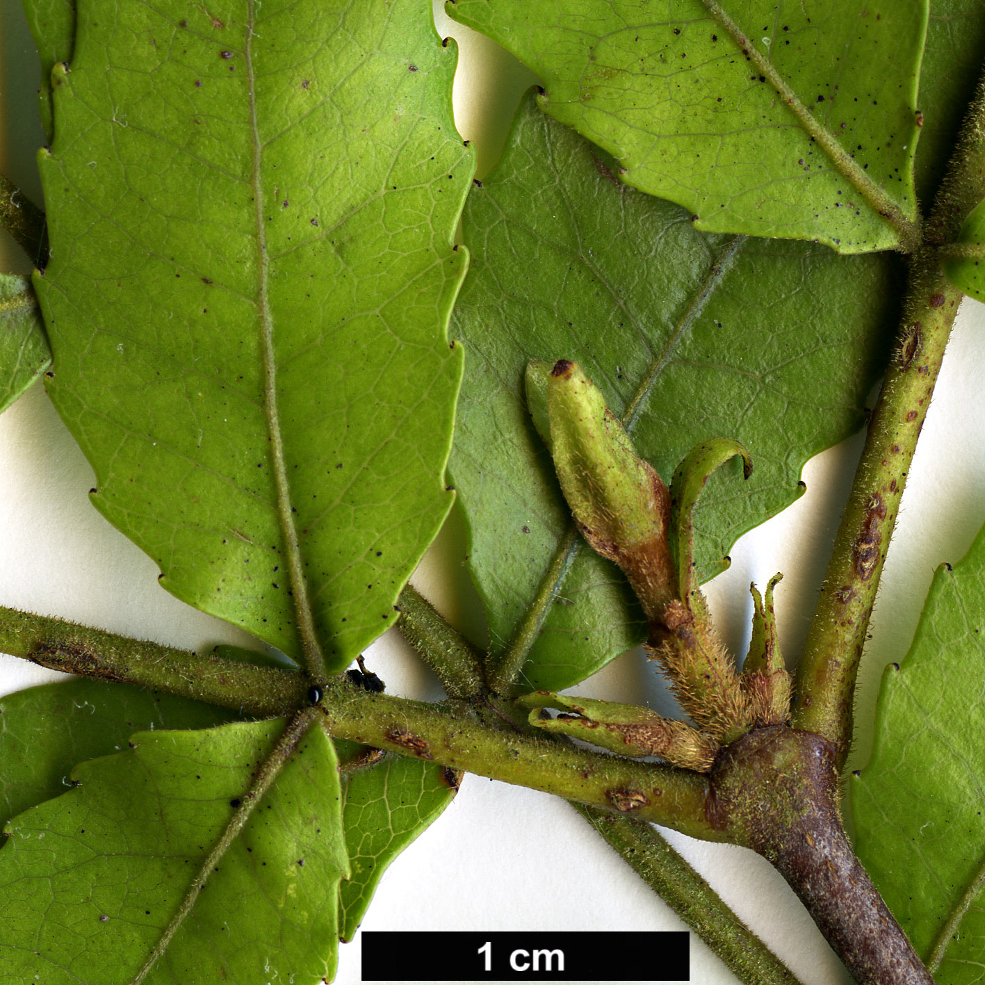 High resolution image: Family: Cunoniaceae - Genus: Weinmannia - Taxon: sylvicola