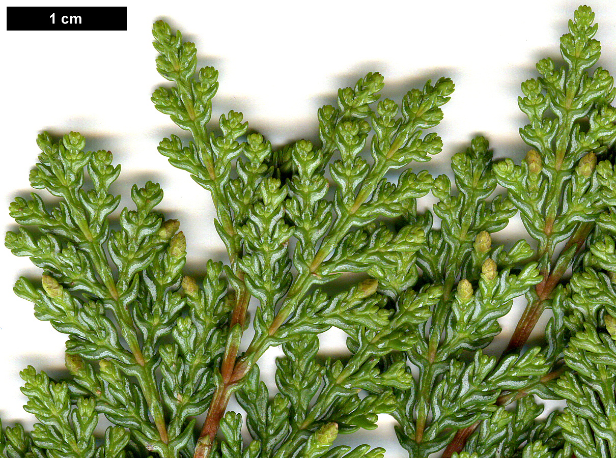 High resolution image: Family: Cupressaceae - Genus: Austrocedrus - Taxon: chilensis