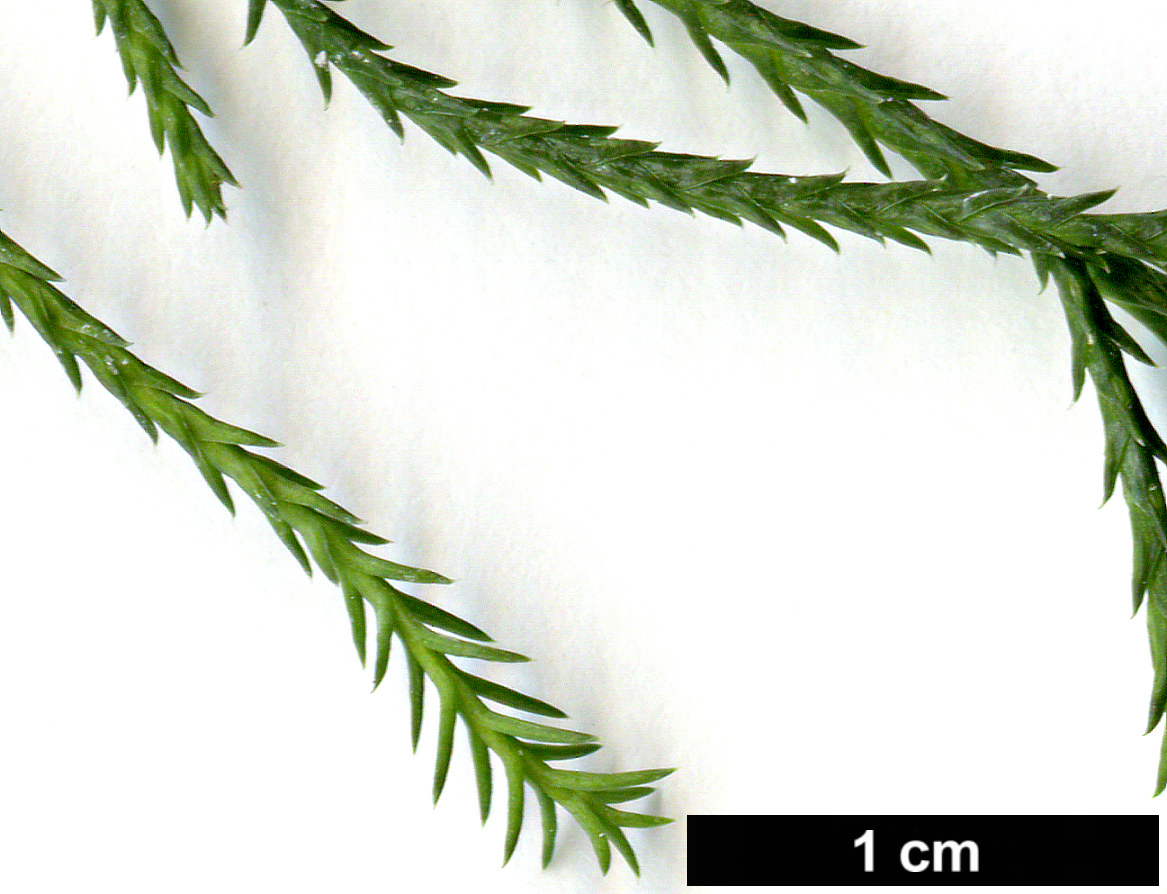 High resolution image: Family: Cupressaceae - Genus: Callitris - Taxon: columellaris