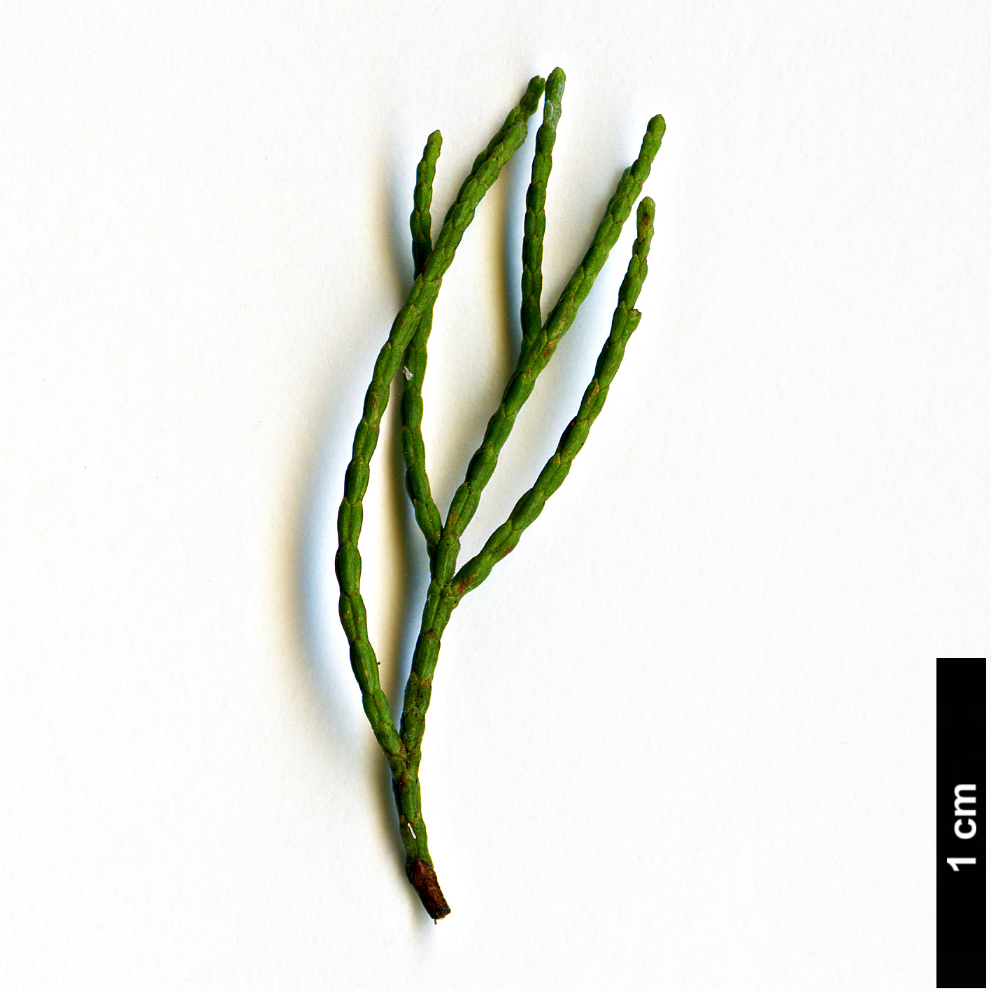 High resolution image: Family: Cupressaceae - Genus: Callitris - Taxon: columellaris