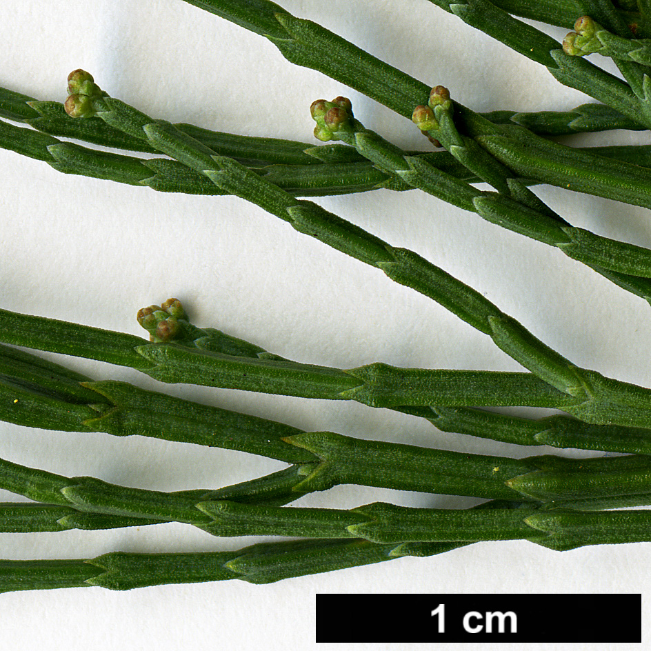 High resolution image: Family: Cupressaceae - Genus: Callitris - Taxon: oblonga