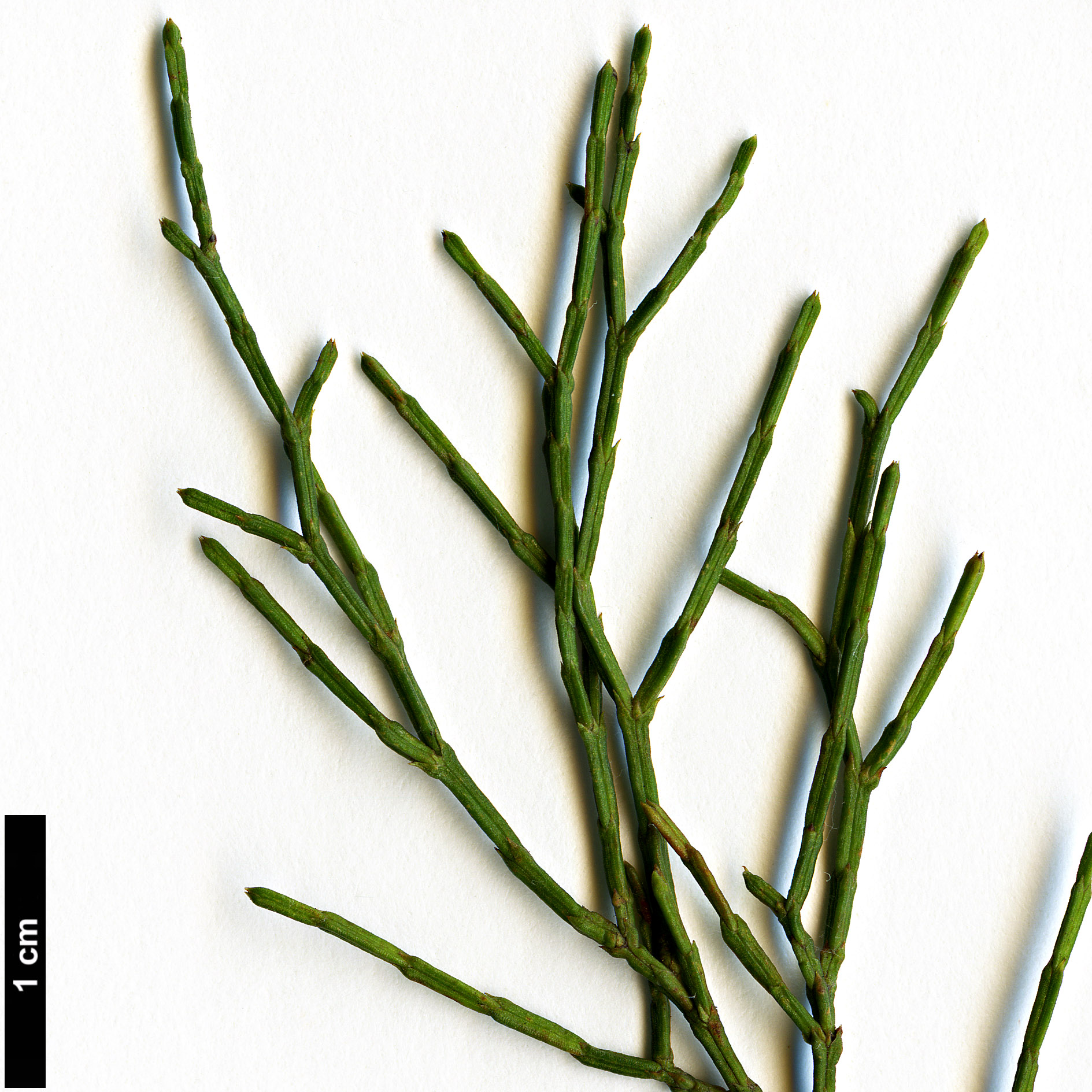 High resolution image: Family: Cupressaceae - Genus: Callitris - Taxon: rhomboidea