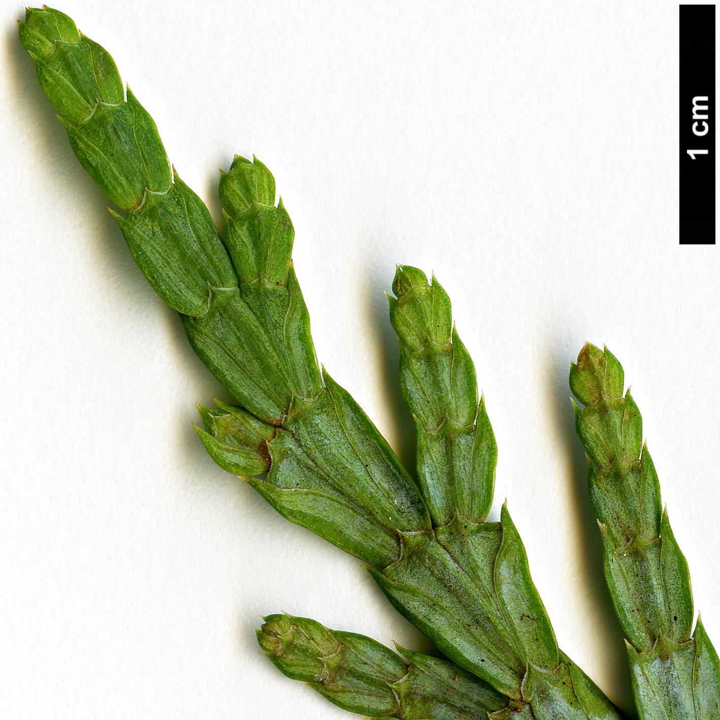 High resolution image: Family: Cupressaceae - Genus: Calocedrus - Taxon: macrolepis
