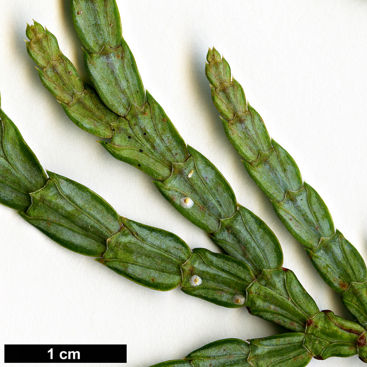 High resolution image: Family: Cupressaceae - Genus: Calocedrus - Taxon: macrolepis