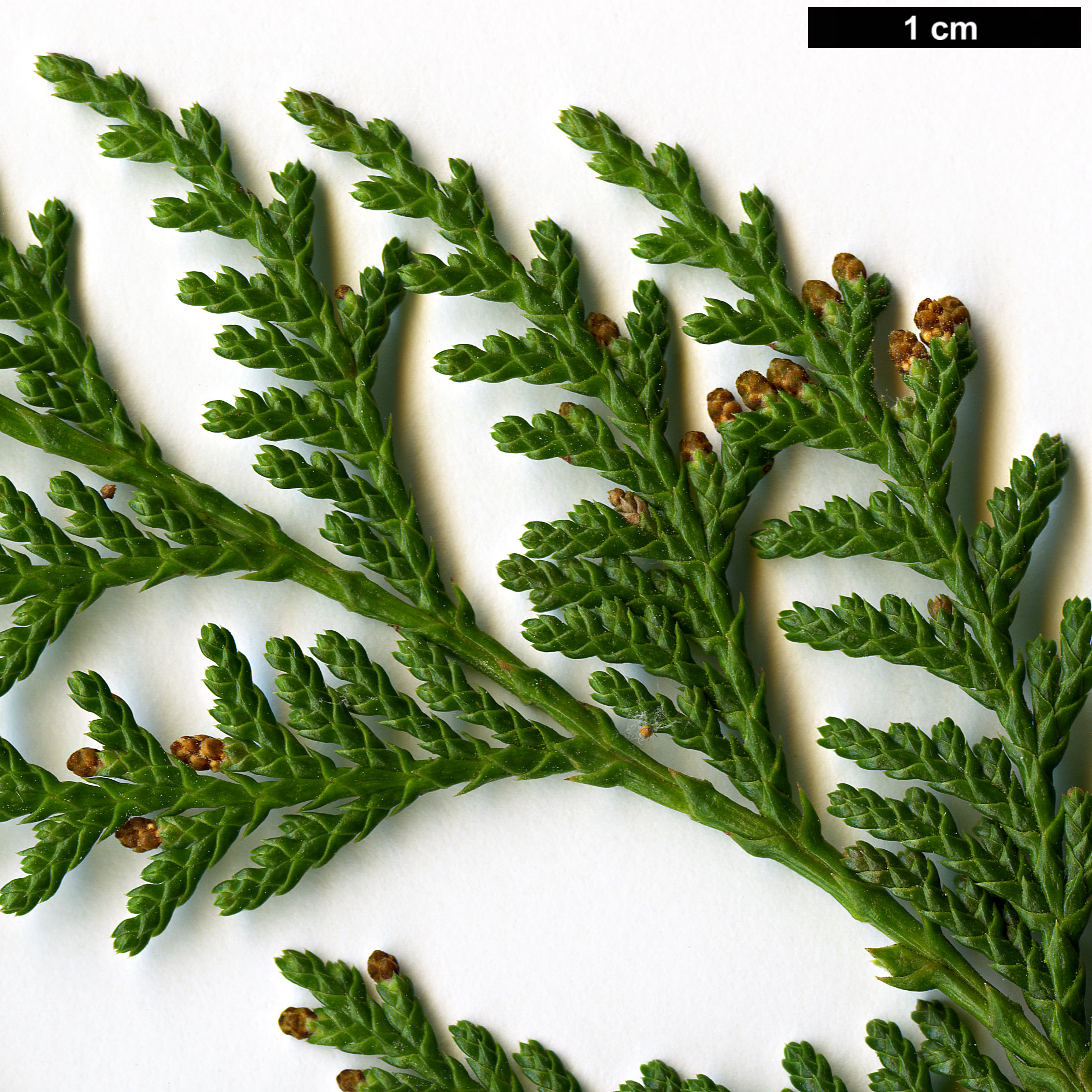 High resolution image: Family: Cupressaceae - Genus: Chamaecyparis - Taxon: formosensis